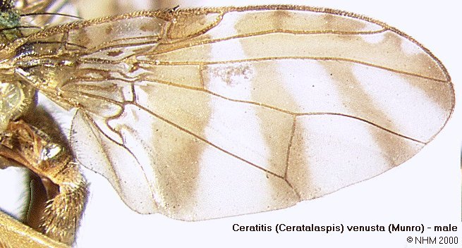 Image of Ceratitis venusta (Munro 1956)