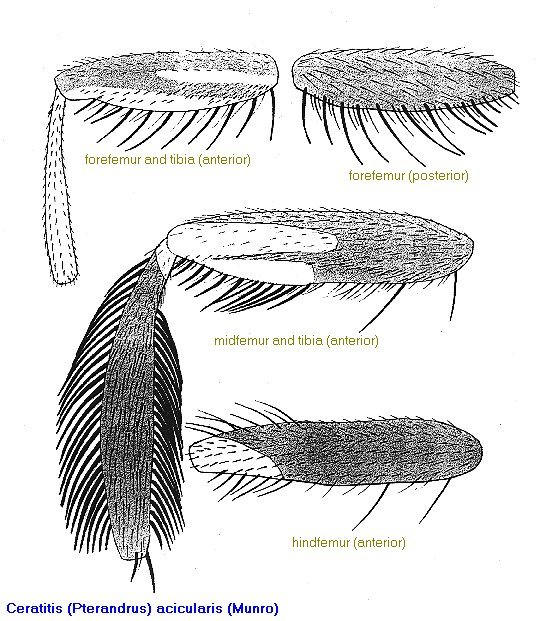 Image of Ceratitis acicularis (Munro 1969)