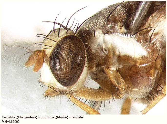 Image of Ceratitis acicularis (Munro 1969)