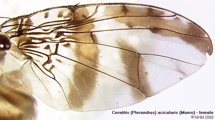 Image of Ceratitis acicularis (Munro 1969)