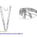 Image of Ceratitis acicularis (Munro 1969)