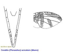 Image of Ceratitis acicularis (Munro 1969)