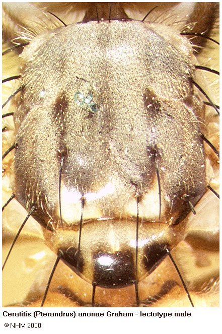 Image of Ceratitis anonae Graham 1908