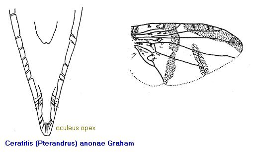 Image of Ceratitis anonae Graham 1908