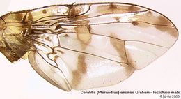 Image of Ceratitis anonae Graham 1908