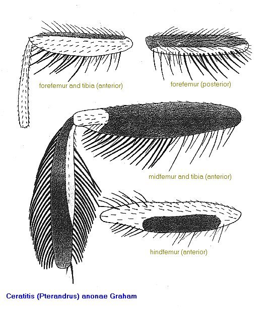 Image of Ceratitis anonae Graham 1908