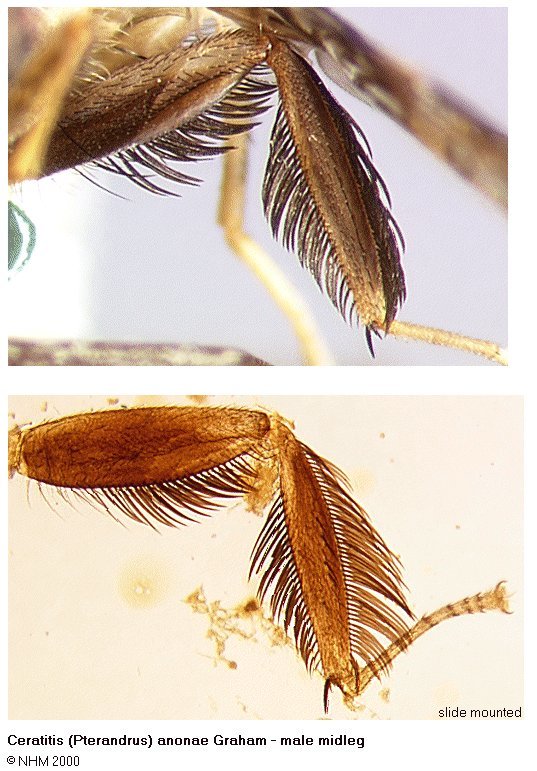 Image of Ceratitis anonae Graham 1908