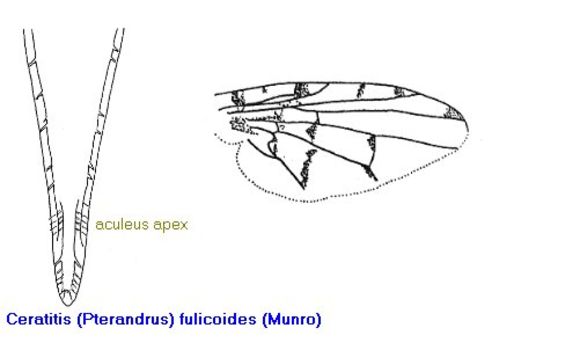 Image of Ceratitis fulicoides (Munro 1943)