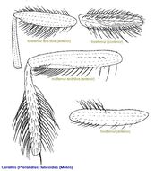 Image of Ceratitis fulicoides (Munro 1943)