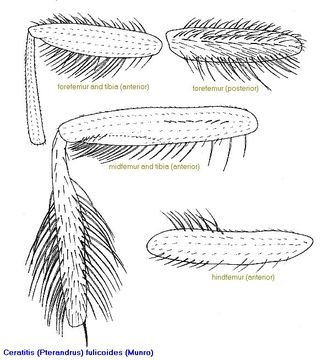 Image of Ceratitis fulicoides (Munro 1943)