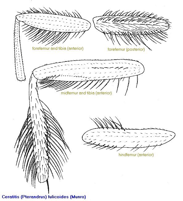 Image of Ceratitis fulicoides (Munro 1943)