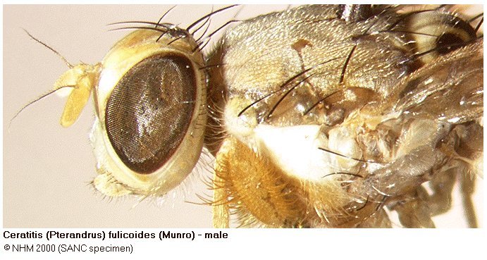 Image of Ceratitis fulicoides (Munro 1943)