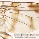 Image of Ceratitis fulicoides (Munro 1943)