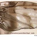Image of Ceratitis penicillata Bigot 1891