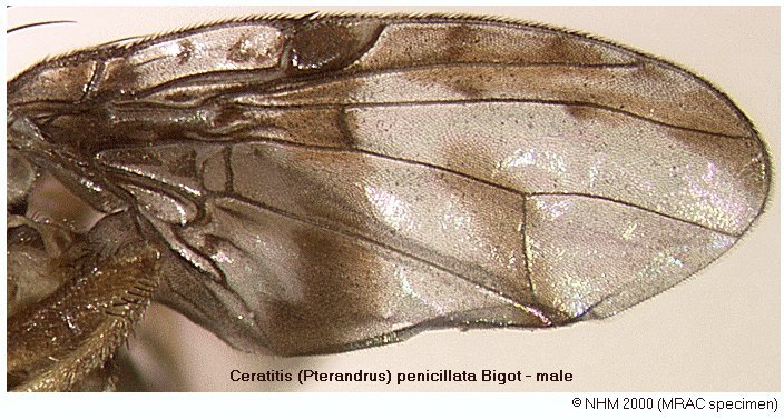 Image of Ceratitis penicillata Bigot 1891