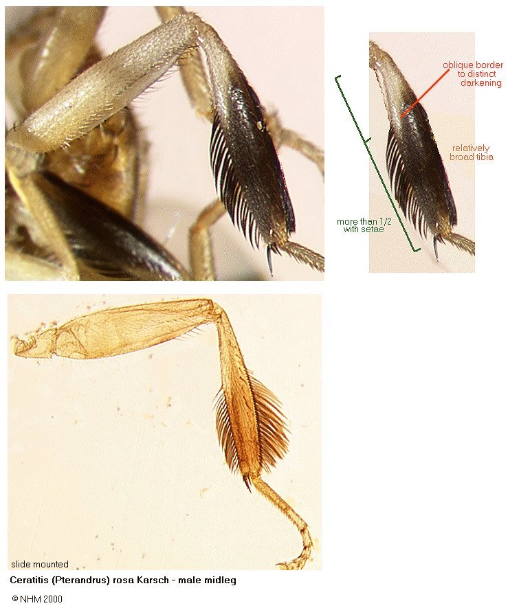 Image of Ceratitis rosa Karsch 1887