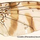 Image of Ceratitis fasciventris Bezzi 1920
