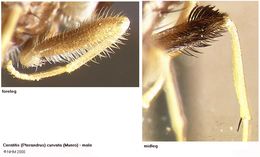 Image of Ceratitis curvata (Munro 1937)