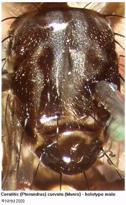 Image of Ceratitis curvata (Munro 1937)