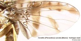 Image of Ceratitis curvata (Munro 1937)