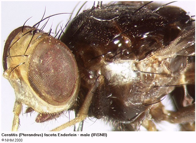 Image of <i>Ceratitis faceta</i> Enderlein 1920