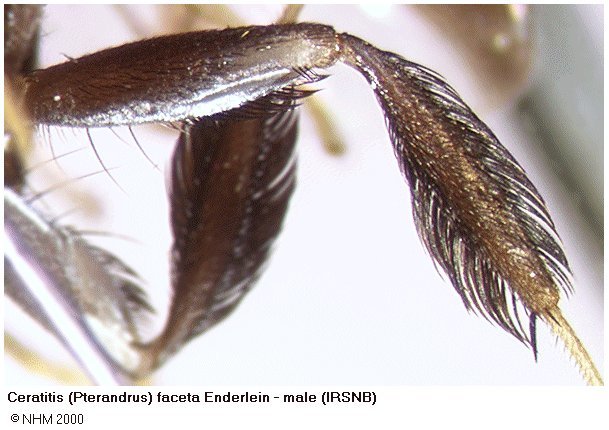 Image of <i>Ceratitis faceta</i> Enderlein 1920