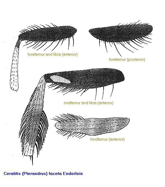 Image of <i>Ceratitis faceta</i> Enderlein 1920