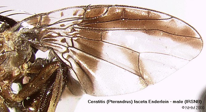 Image of <i>Ceratitis faceta</i> Enderlein 1920