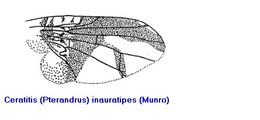 Image of <i>Ceratitis inauratipes</i> (Munro 1933)