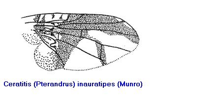 Image of <i>Ceratitis inauratipes</i> (Munro 1933)