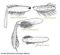 Image of <i>Ceratitis inauratipes</i> (Munro 1933)