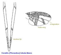 Image of Ceratitis lobata Munro 1933