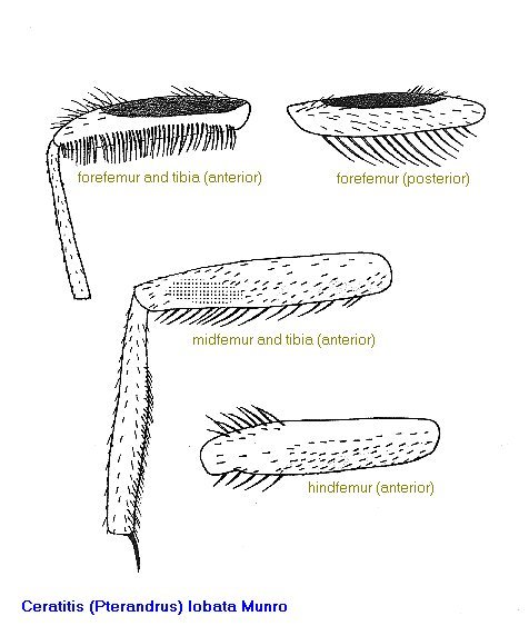 Image of Ceratitis lobata Munro 1933