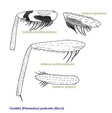 Image of Ceratitis pedestris (Bezzi 1924)