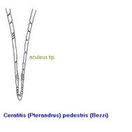 Image of Ceratitis pedestris (Bezzi 1924)