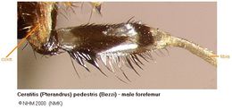 Image of Ceratitis pedestris (Bezzi 1924)