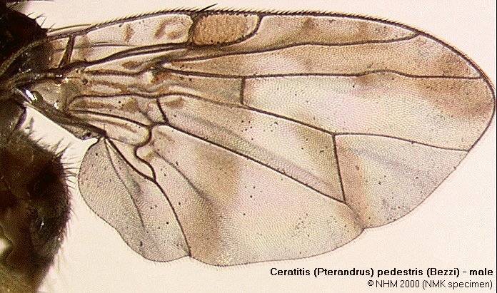 Image of Ceratitis pedestris (Bezzi 1924)