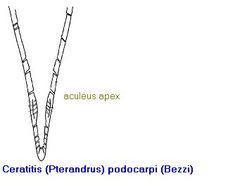 Image of Ceratitis podocarpi (Bezzi 1924)