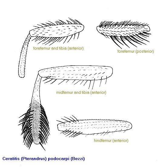 Image of Ceratitis podocarpi (Bezzi 1924)