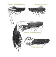 Image of Ceratitis stipula Meyer & Freidberg 2006