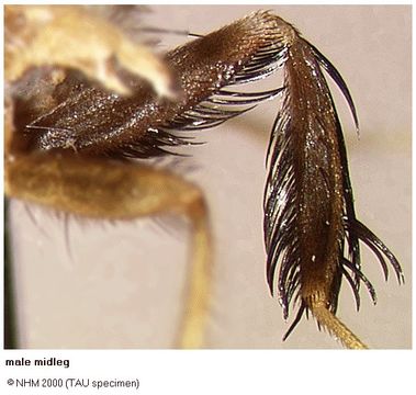 Слика од Ceratitis barbata Meyer & Freidberg 2006