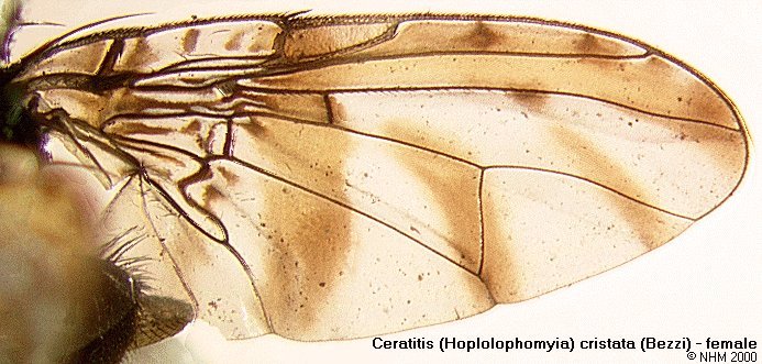 Image of Ceratitis cristata (Bezzi 1920)