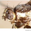 Слика од Ceratitis nigricornis Meyer & Freidberg 2006