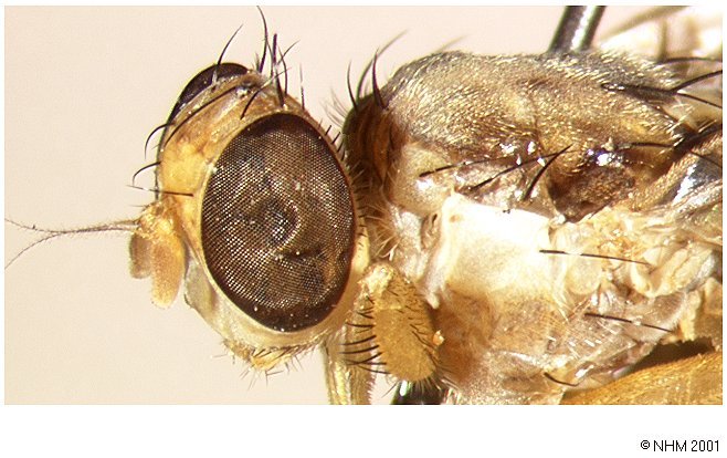 Image of Ceratitis whitei Meyer & Freidberg 2006