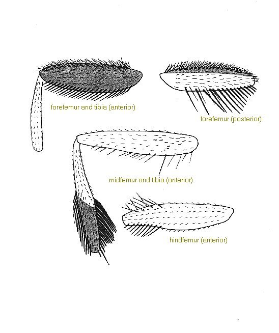 Image of Ceratitis whitei Meyer & Freidberg 2006