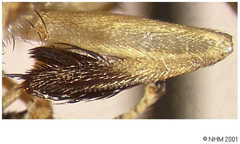 Image of Ceratitis whitei Meyer & Freidberg 2006