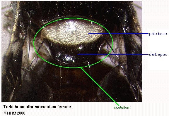 Imagem de Trirhithrum albomaculatum (Roder 1885)