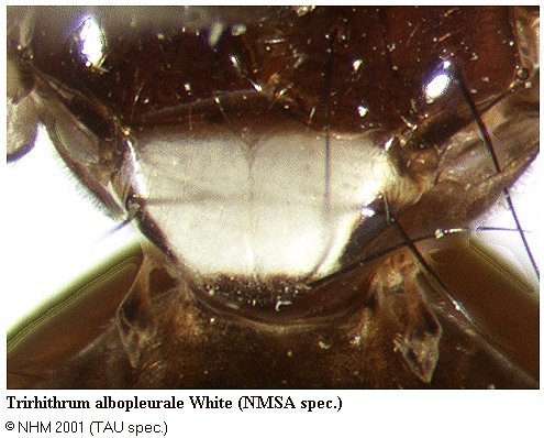 Imagem de Trirhithrum albopleurale White 2003
