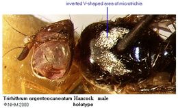 Image of Trirhithrum argenteocuneatum Hancock 1984