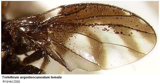 Image of Trirhithrum argenteocuneatum Hancock 1984